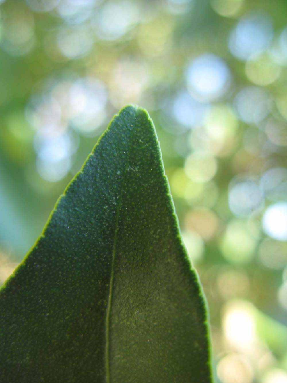              Margin (Winter Haven, FL)       